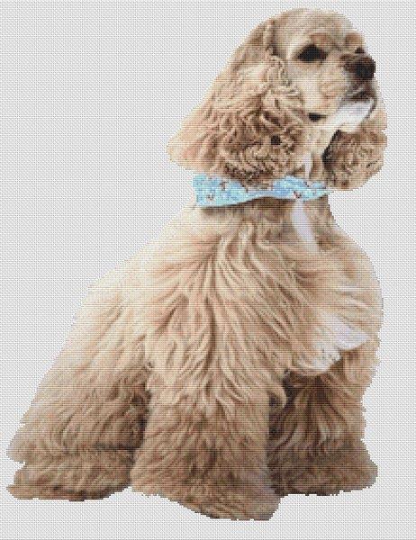 (image for) Ascob Cocker Spaniel